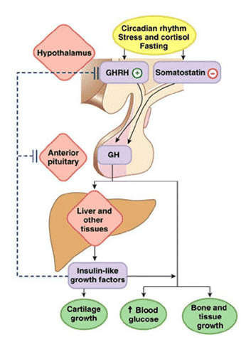 somatotropin hormone